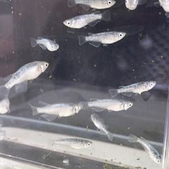 緑光黒百式メダカ⭐︎めだかの画像