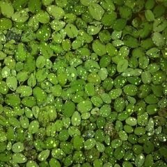 受渡し者決定
【浮草】サンショウモ　100円
