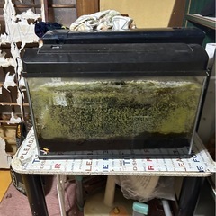 アクアリウムにも⭐︎水槽60センチ