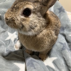 ミニウサギのオス