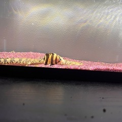 ダトニオ　2匹　片面リアルバンド