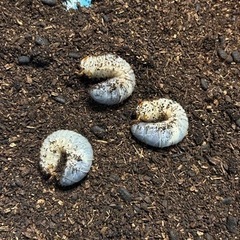 国産カブトムシ（幼虫）
