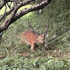 狩猟、有害鳥獣駆除に興味のあるメンバー募集 - その他