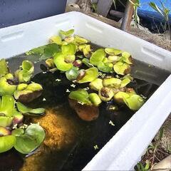 ホテイアオイ