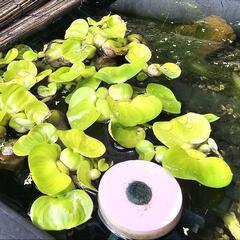 ホテイアオイの画像