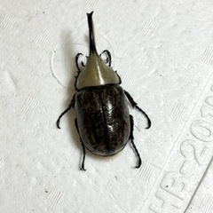 グラントシロカブト　ペア