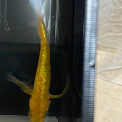 🎺1ペア➕1限定企画🎺　サンシャインメダカ1ペア限定　¥1,200の画像