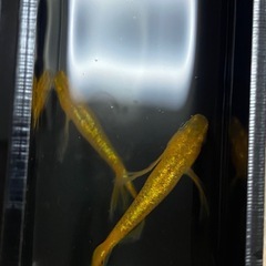 🎺1ペア➕1限定企画🎺　サンシャインメダカ1ペア限定　¥1,200の画像