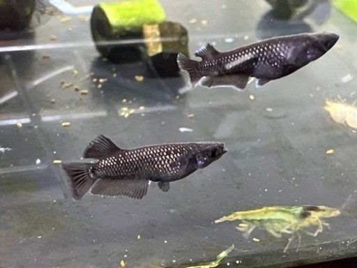 上物　ミッドナイトフリル 漆黒タイプ