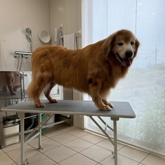 🪴初回20%OFF🪴 埼玉県久喜市（栗橋駅より車で５分程）トリミングサロン🐕🧴🫧🛁 - ペット
