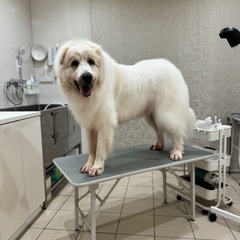 🪴初回20%OFF🪴 埼玉県久喜市（栗橋駅より車で５分程）トリミングサロン🐕🧴🫧🛁 - 久喜市