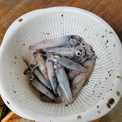 鳥取県、イカメタル仲間募集！ - 鳥取市