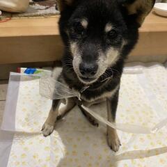 迷子犬を保護しました。