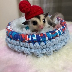 ❤️モモンガベビー❤️