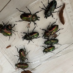 ☆新成虫ニジイロクワガタ☆