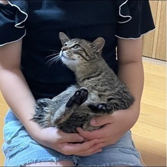 キジ 子猫