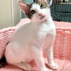 キジ白　子猫