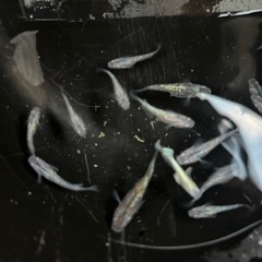 メダカ　オーロラブラックラメ