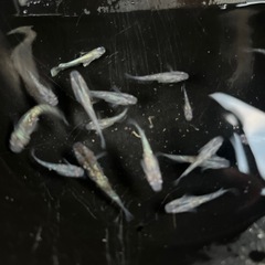 メダカ　オーロラブラックラメの画像