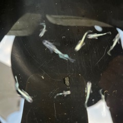 メダカ　マリアージュの画像