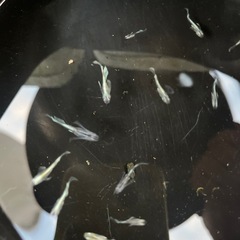 メダカ　マリアージュ