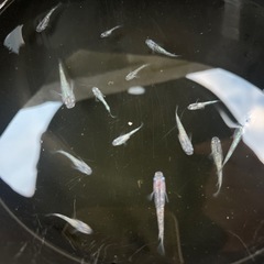 メダカ　白斑サファイア