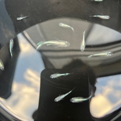 メダカ　ドラゴンブルー