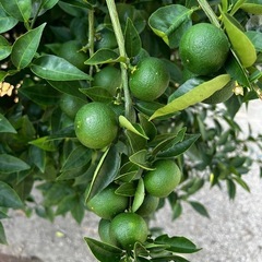 受付終了すだち