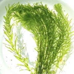 (水草) アナカリス  