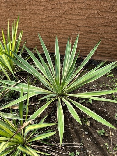 ユッカグロリオサバリエガータ85cm