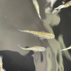 【お取引中】ヒミツヘイキメダカ⭐︎めだかの画像