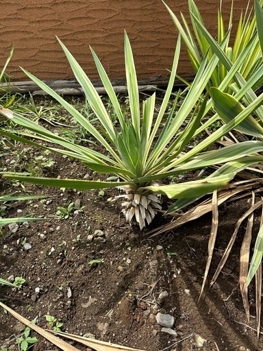 ユッカグロリオサバリエガータ75cm