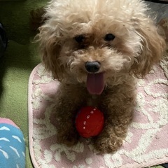 トイプードル９歳 - 猫