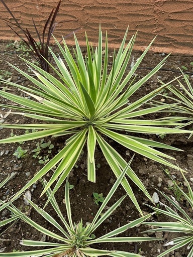 ユッカアロイフォリアバリエガータ