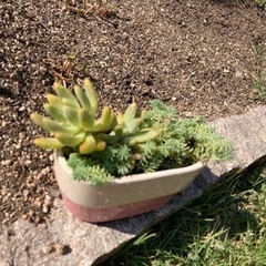 多肉植物