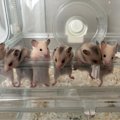 ゴールデンハムスター 6/18生まれ　オス(キンクマ)のみ