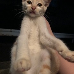 カフェラテ色の人懐っこい子猫♡