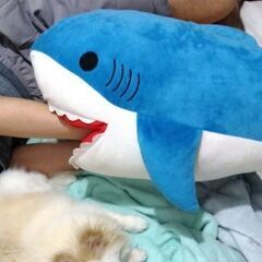 サメの口に腕が入る大きなぬいぐるみ♪70㎝