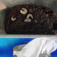 【お話中】カブトムシの幼虫1匹50円の画像