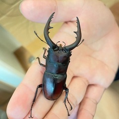 ノコギリクワガタ成虫2匹の画像