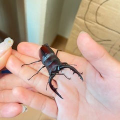 ノコギリクワガタ成虫2匹の画像