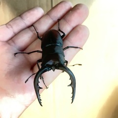 ノコギリクワガタ成虫2匹の画像