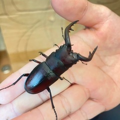 ノコギリクワガタ成虫2匹