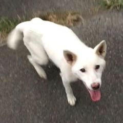 可愛い真っ白の懐こいワンちゃん🐾 - 高崎市