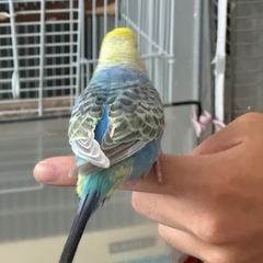 セキセイインコレインボー　メス