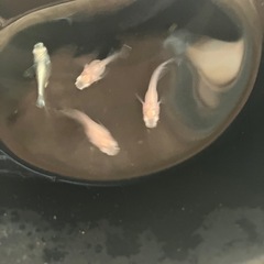 ダルマメダカ