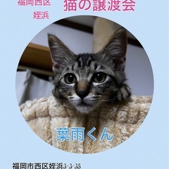 とっても元気なお膝猫の葉雨くん❤️8月18日(日)姪浜の譲渡会に...