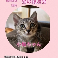 少し怖がりさんの小梅❤️8月18日(日)姪浜の譲渡会に参加します‼️