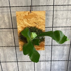 コウモリラン ビカクシダ 板20×30 値下げ不可 