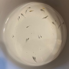 ラメ系、深海、レクリス、紅白、みゆき、オロチ、カブキ、ネプチュー...